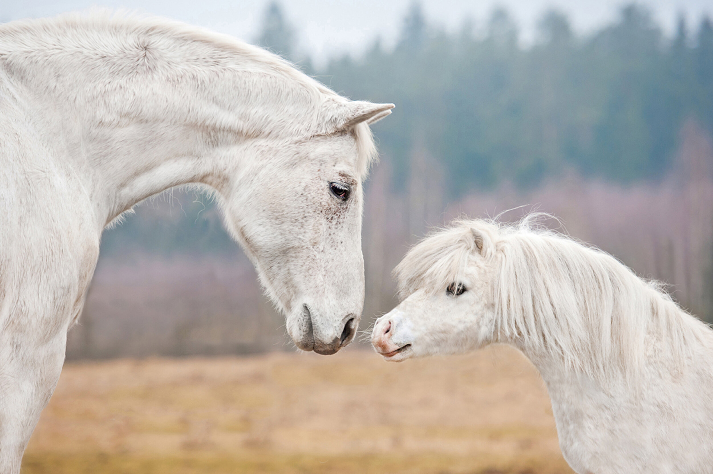 A young and grown up horse touching noses