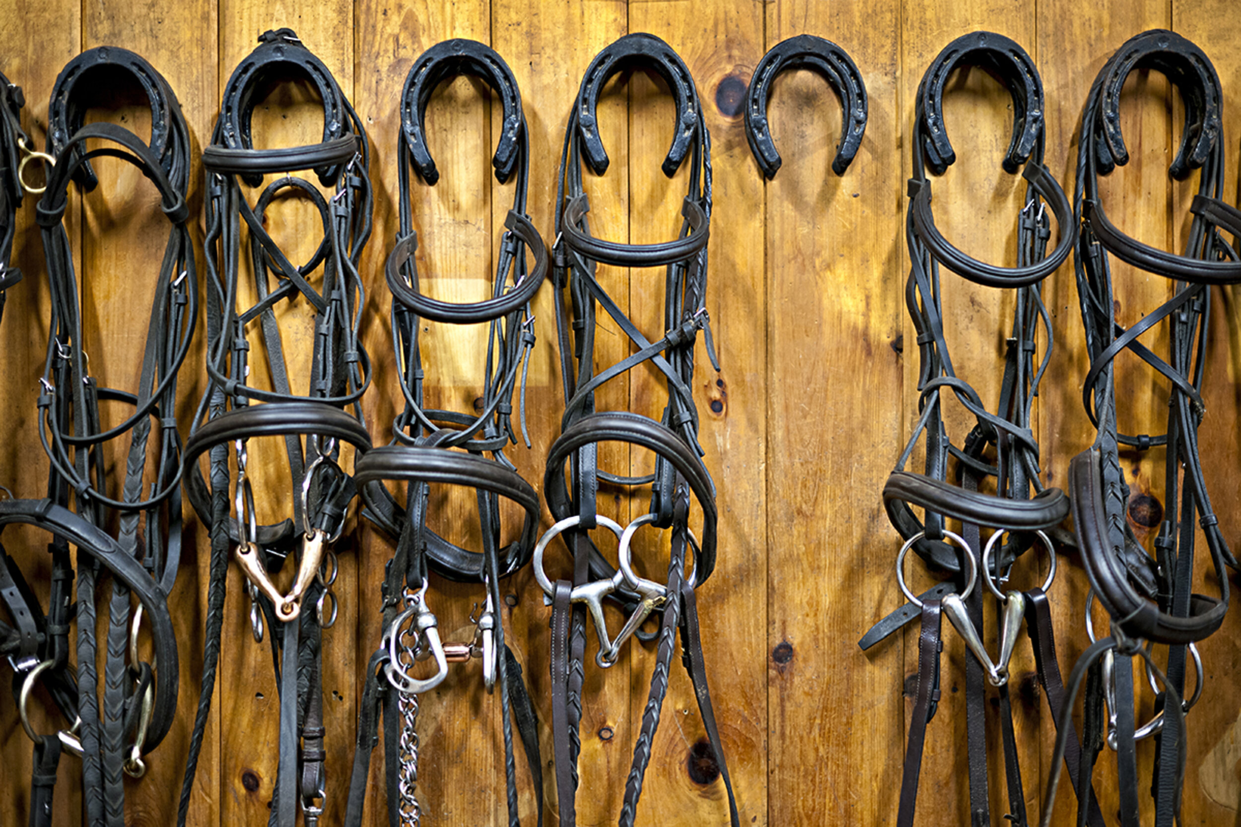An organised set of bridles on a wall